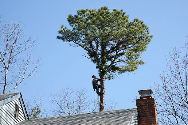 Reliable Logan, NM Tree Services Solutions